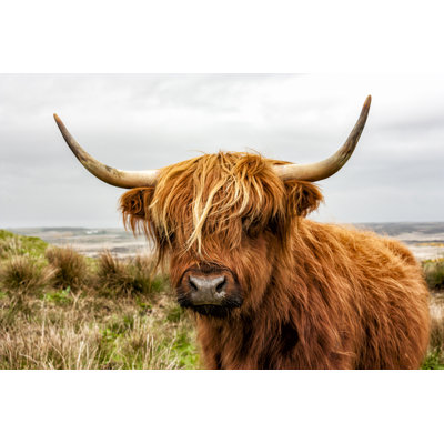 Headshot Of Highland Cattle - Wrapped Canvas Print
