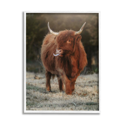 Bouvier Highland, animal de campagne - photographie