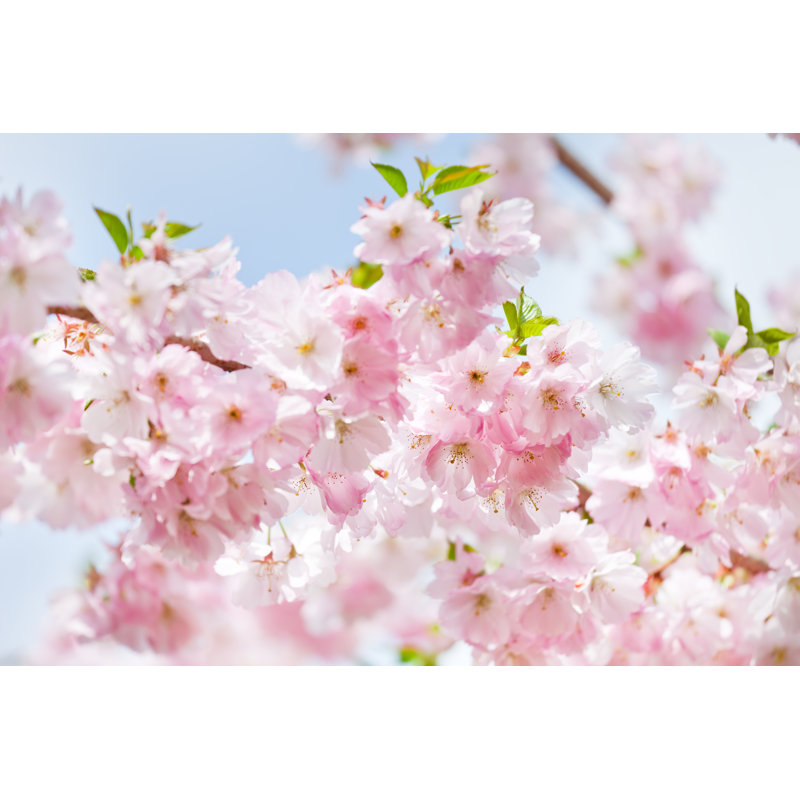 Cherry Blossom 1 Piece Wall Art on Canvas, 20cm H x 30cm W