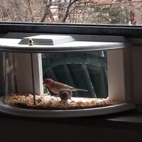 Arlmont & Co. Mangeoire à oiseaux à fenêtre Kizer Cafe et