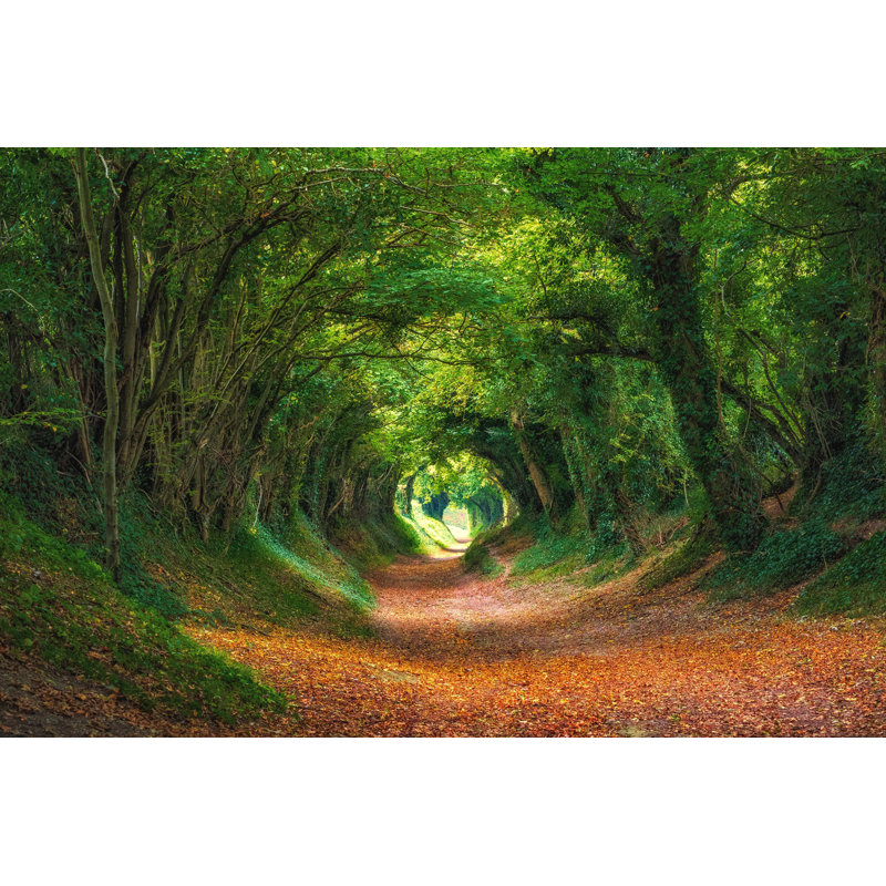 Halnaker Tree Tunnel, West Sussex by CraigMReilly - Wrapped Canvas Print, 20cm H x 30cm W
