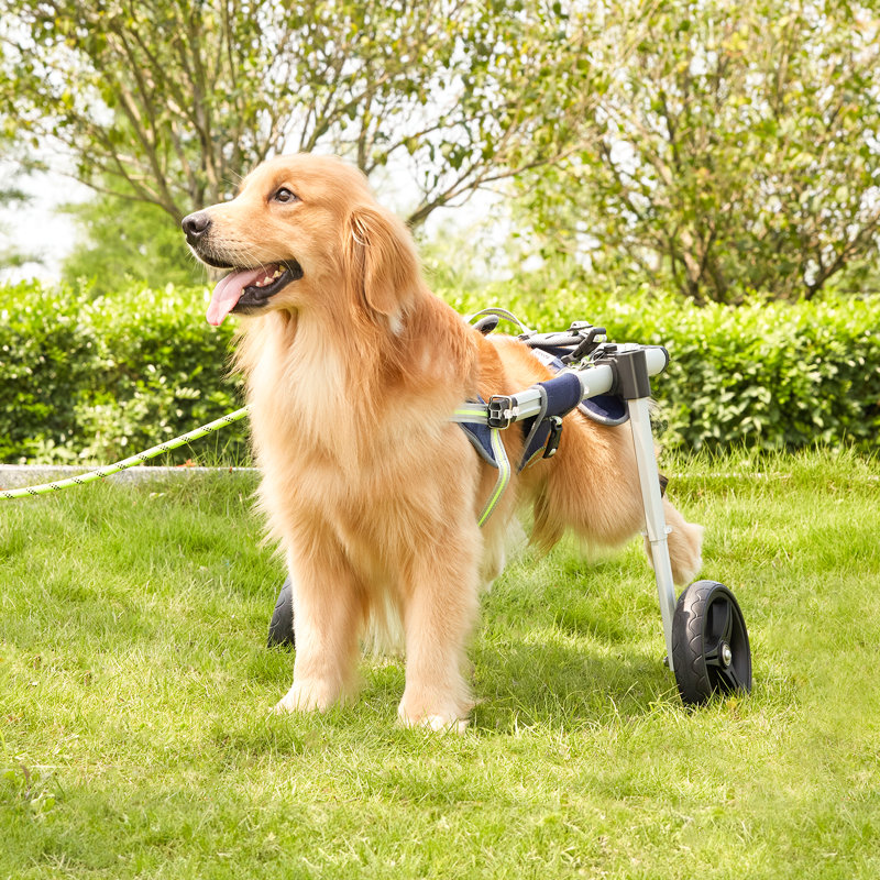 Fauteuil roulant pliable pour chien
