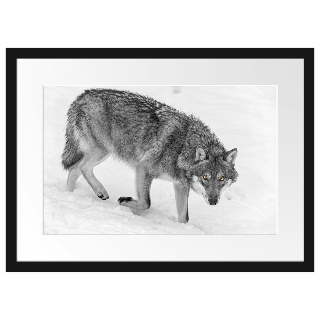 Seltener Wolf im Schnee Gerahmter fotografischer Kunstdruck Poster