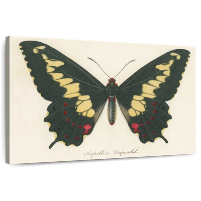 Brampt Natures Butterfly VI