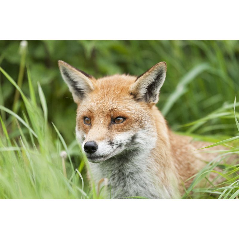 Fox by Edevansuk - Wrapped Canvas Print, 30cm H x 46cm W x 3.8cm D