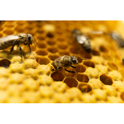 Honey Bees by Dmitrii Balabanov - Wrapped Canvas Print