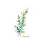 Rosemary II by Asia Jensen - Wrapped Canvas Print-279808232
