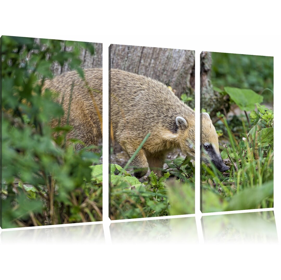 3-tlg. Leinwandbilder-Set Nasenbär sucht nach Nahrung, Fotodruck