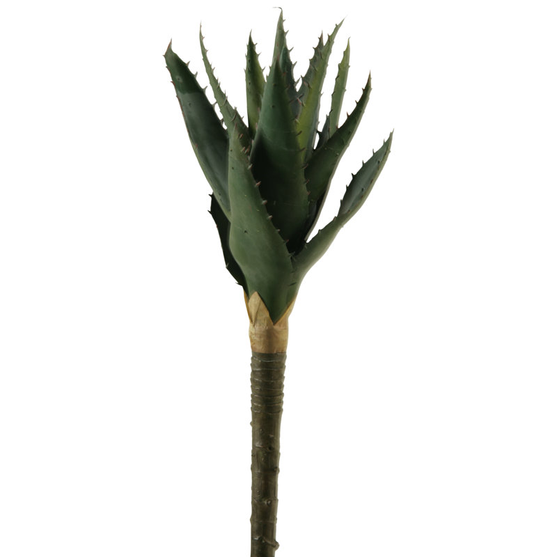 Petite plante aloe