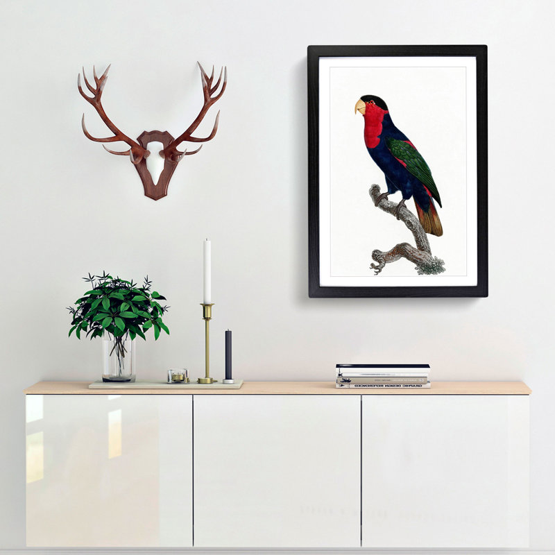Black-Capped Lory by F. Levaillant - Picture Frame Art Print, Black Framed, 48cm H x 36cm W x 2cm D
