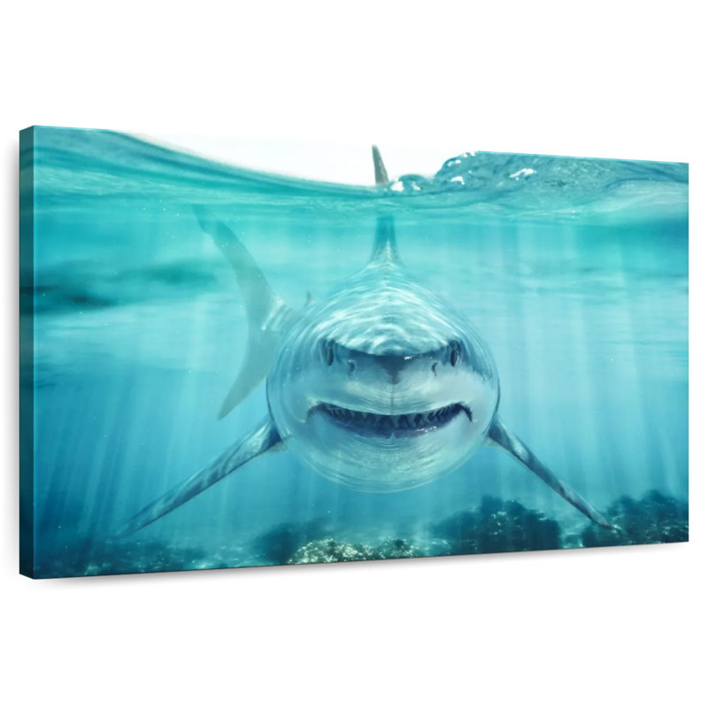 Brampt Predatory White Shark, 30" H x 45" W