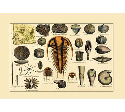 «Trilobite and Fossil Sea Life», impression
