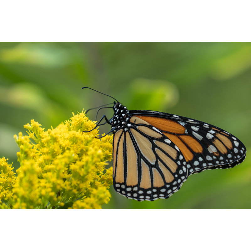 «Chryssoula Monarch Butterfly», photographie sur toile tendue, H 32 po x l 48 po