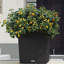 Moneak Planter Box-1392064356-1392064353
