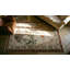 Tapis antique Khotan Allover