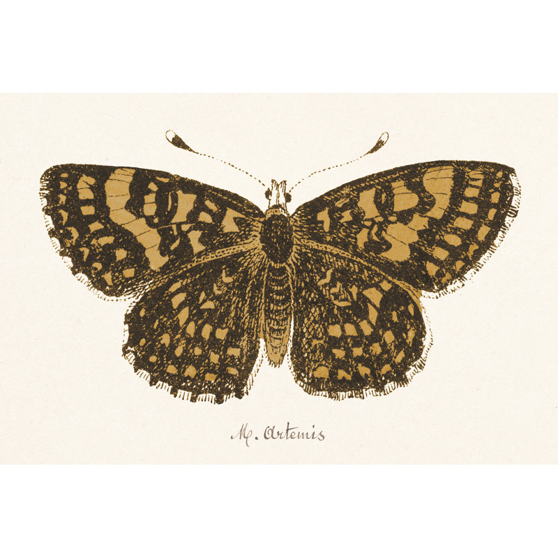 Antique Butterfly II by Wild Apple Portfolio - Wrapped Canvas Painting, 61cm H x 91cm W