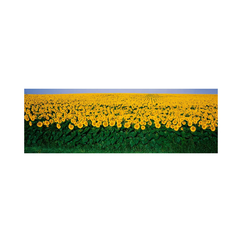 Sunflower Field, Maryland, USA by Panoramic Images - Wrapped Canvas Panoramic Print, 30.48 cm H x 91.44 cm W x 1.91 cm D