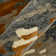 Husman Abstract Indoor Rug