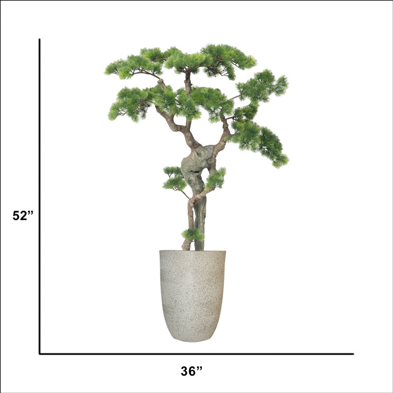 Bonsaï de beauté véritable de 52 po H