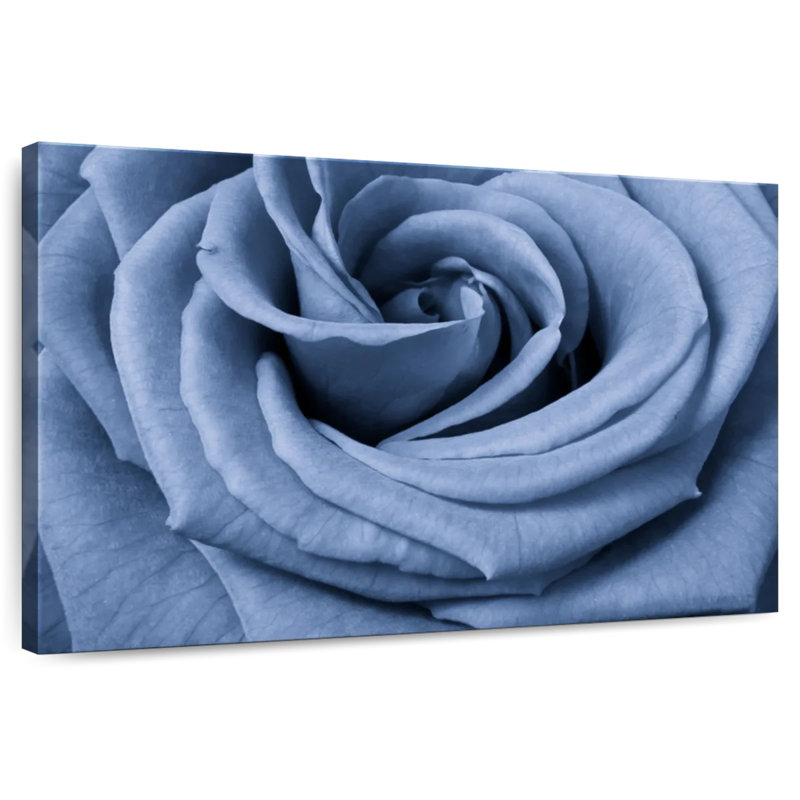 Rose bleue Harnek en gros plan, H 26 po x l 39 po