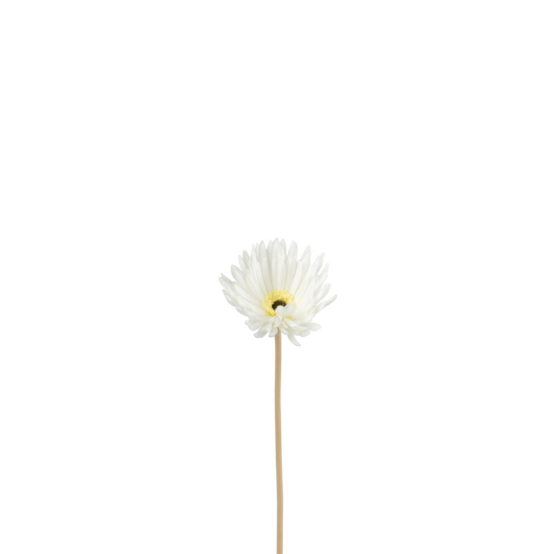 Gerbera Arrangement, White