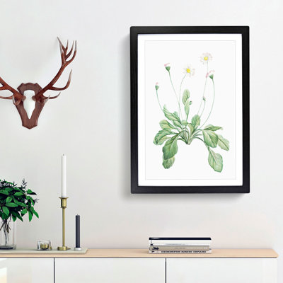 Daisy Flowers by Pierre-Joseph Redoute - Picture Frame Painting Print