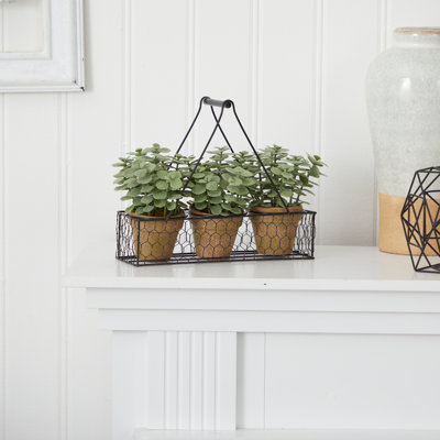 7 po Mini plante de jardin en jade dans une jardinière suspendue