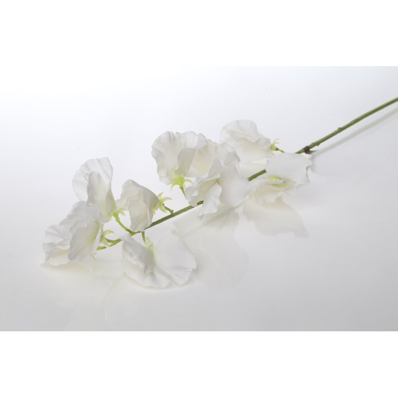 Sweet Pea, White