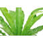 Bird''s Nest Fern in Nursery Pot