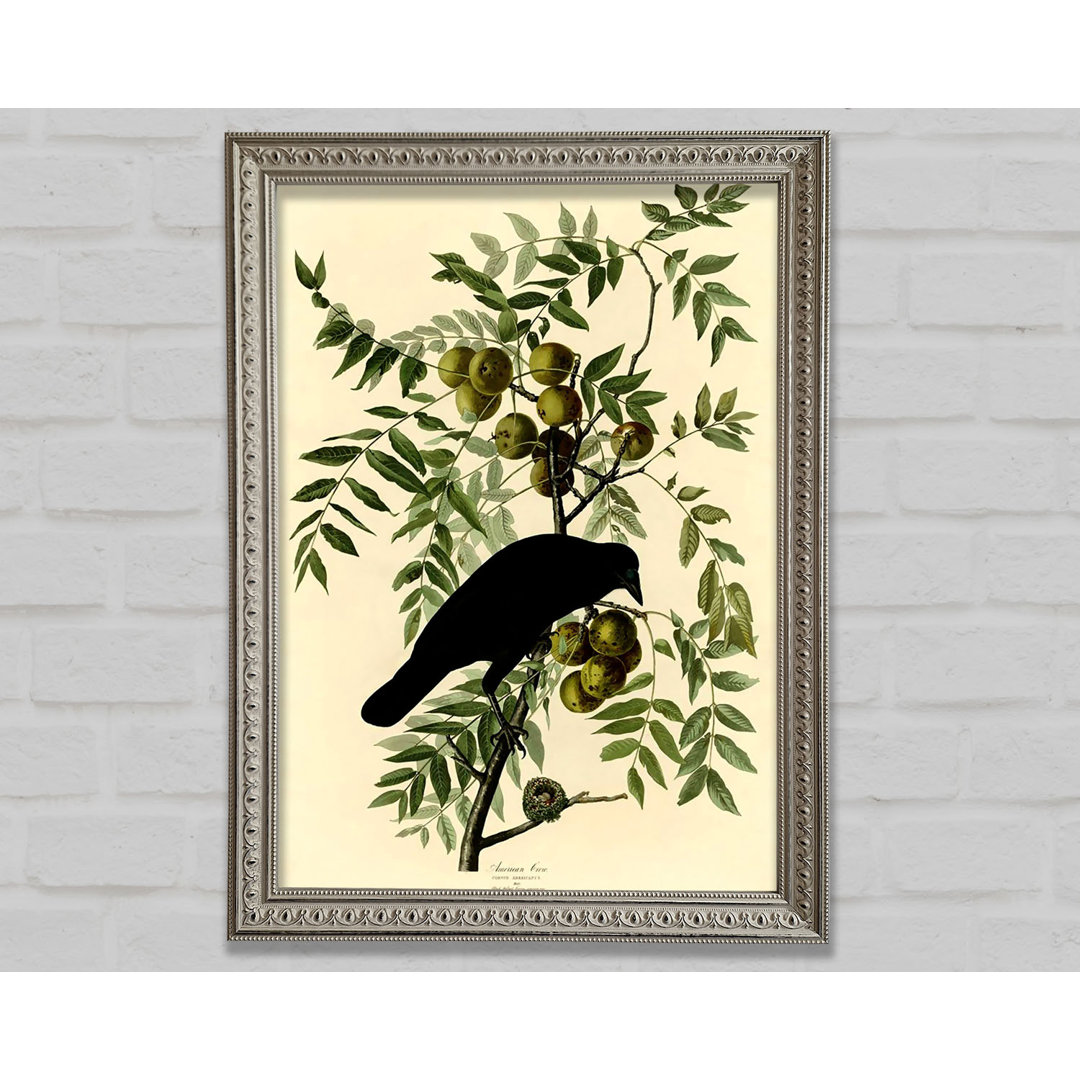 Audubon American Crow Plate 156 - Einzelner Bilderrahmen Kunstdrucke