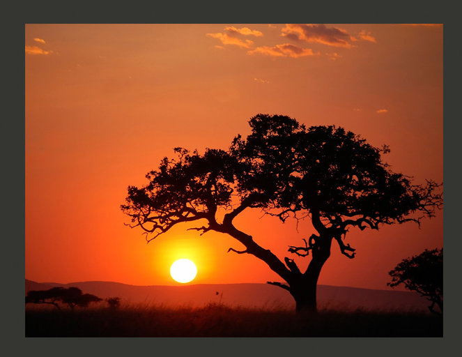 Africa: Sunset 1.9m L x 250cm W Wallpaper, 400 cm L x 309 cm W