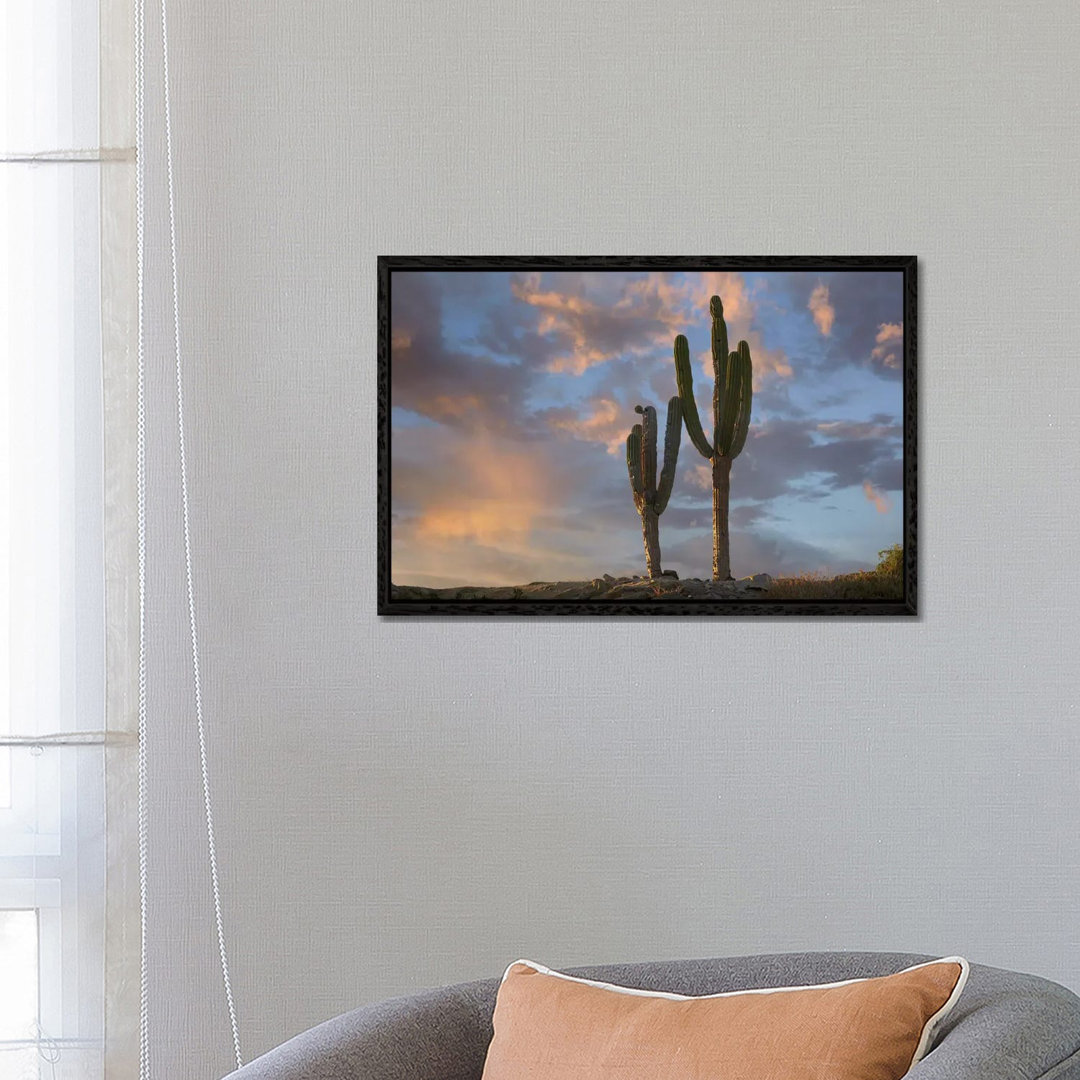 Saguaro Kakteen, Cabo San Lucas, Mexiko von Tim Fitzharris - Galerie-verpackte Leinwand Giclée auf Leinwand