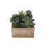 Faux Succulent in Pot-1616115214