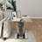 Ameshia Glass Top End Table
