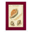 Coquilles de martini antique III sur papier-2027799057-2027799059