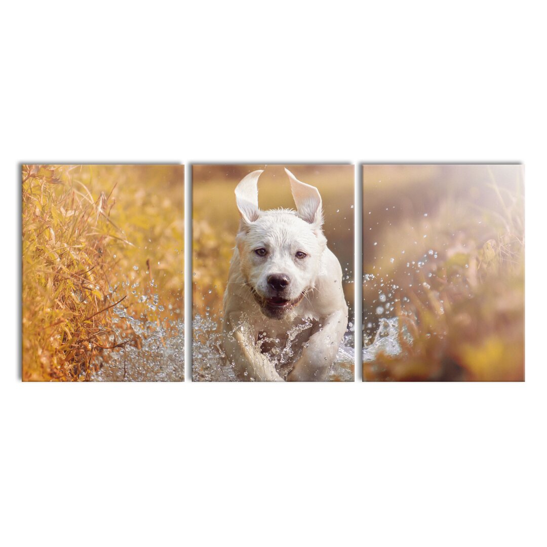 3-tlg. Leinwandbilder-Set Labrador Puppy in Water