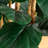 Artificial Fiddle Leaf Tree in Decorative White Planter-188350094