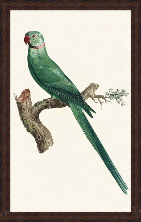 Perched Parrot 2 Print