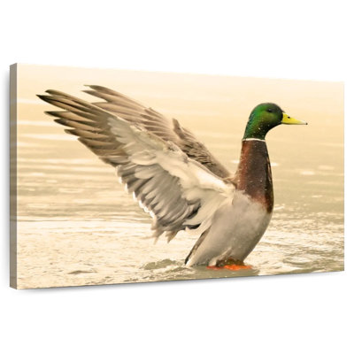 Canard colvert majestueux Brampt