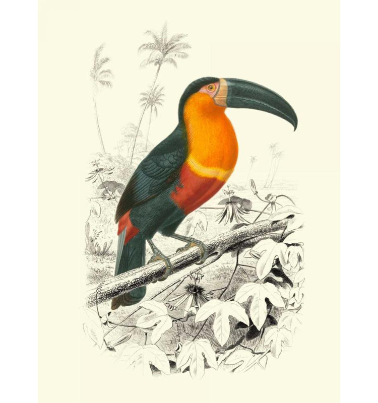 «Red Barrel Studio® DOrbigny, M.Charles Gallery, art sur toile tendue« Birds of Costa Rica I », H 47 po x l 36 po