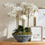 Mirela Grande Decorative Bowl-2111644340