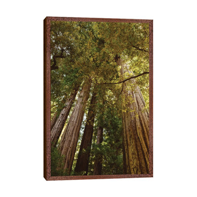 Redwood Forest by Bethany Young - Print on Canvas