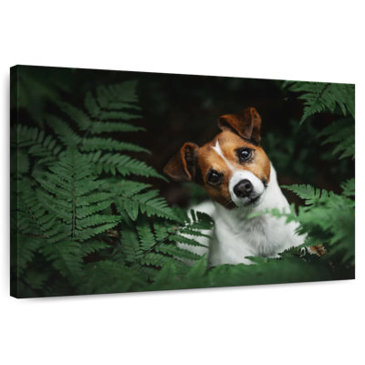 Adorable Terrier