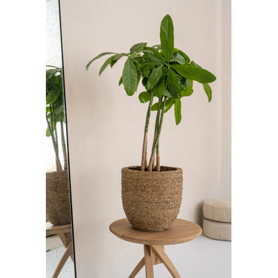 Ardell Handmade Pot Planter