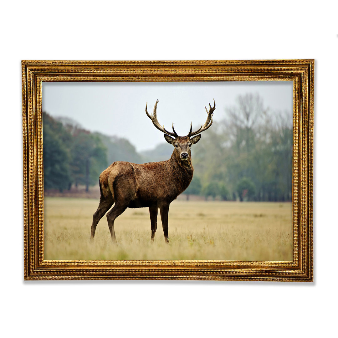 Red Deer Beauty - Drucken