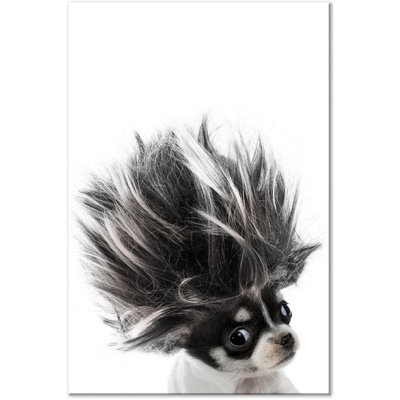 " Chihuahua "