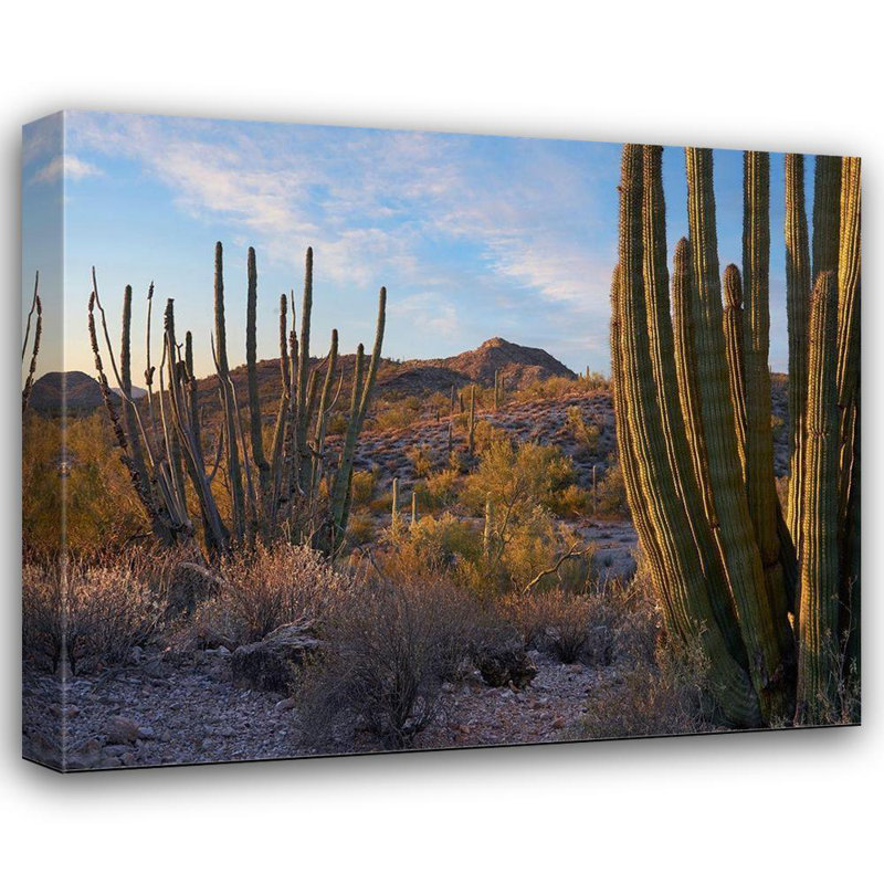 Fitzharris, Tim, reproduction d'art sur toile tendue: montagnes Ajo - orgue à tuyaux, monument national - Arizona 60769