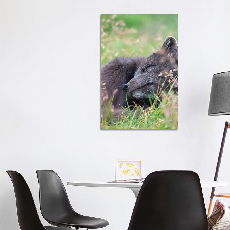 Arctic Fox, Melrakkasetur Islands, Westfjords, Iceland by Martin Zwick - Wrapped Canvas Print
