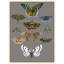 Entomology Moths Chart Print by Thicket Design