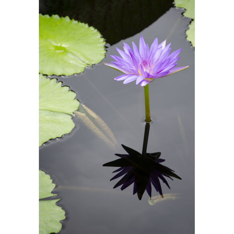 Water Lily Flowers VI - Photograph, Wrapped Canvas, 46 cm H x 30 cm W